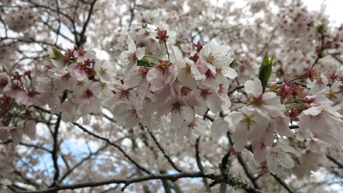 平成26年 桜渕公園の桜開花状況　4月4日（金）