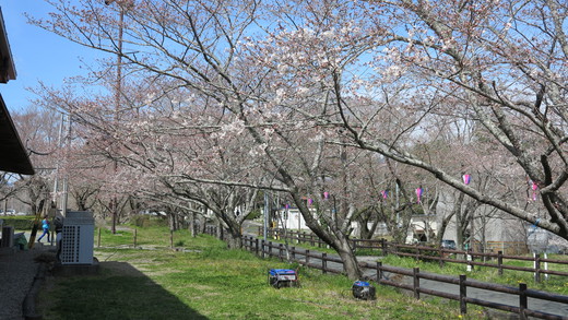 平成27年 桜渕公園の桜開花状況　3月28日（土）