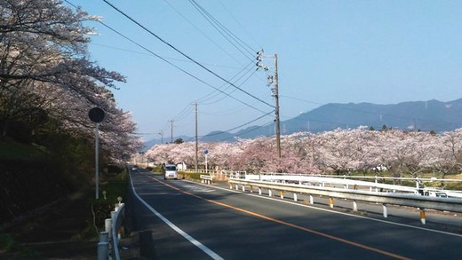 平成３０年３月３０日　桜淵公園　桜の開花状況