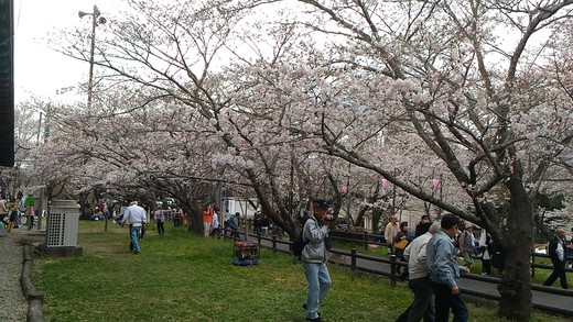 桜淵公園の桜開花状況　平成28年4月3日（日）