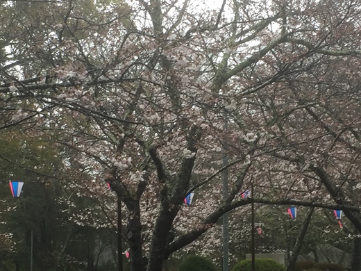平成29年4月7日 桜淵公園の桜開花状況