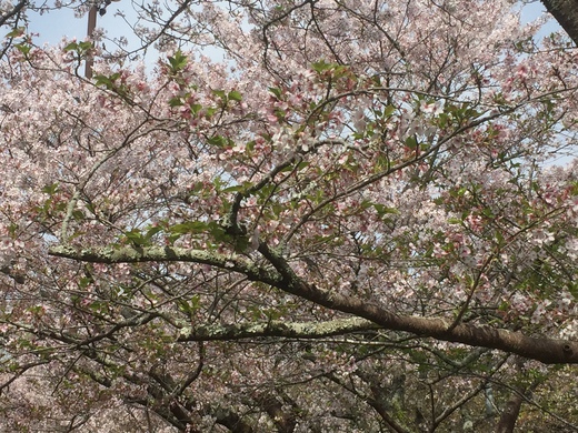 平成29年4月16日 桜淵公園の桜開花状況
