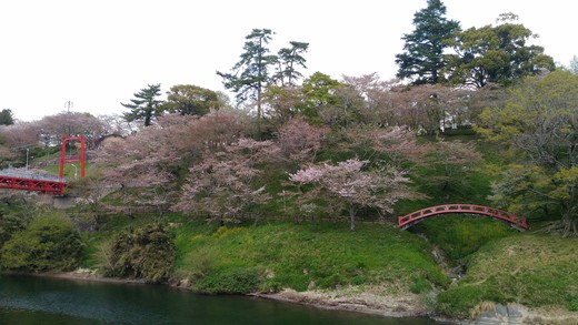 平成３０年４月４日　桜淵公園　桜の開花状況
