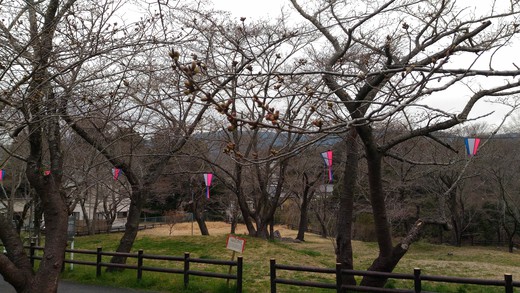 平成29年3月31日　桜淵公園の桜開花状況