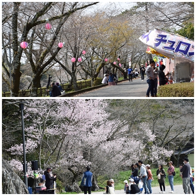 やっと咲き始めた桜淵公園のソメイヨシノ・・・あすから４月ようやく見ごろに