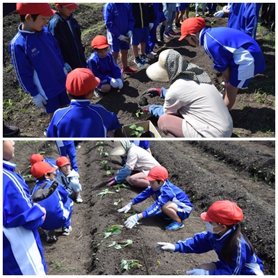 東陽小児童がサツマイモの「つるさし作業」
