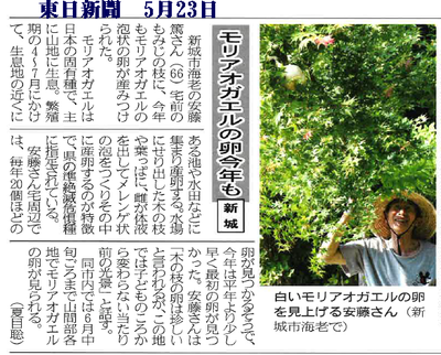木の上のモリアオガエルの卵 木の上のモリアオガエルの卵