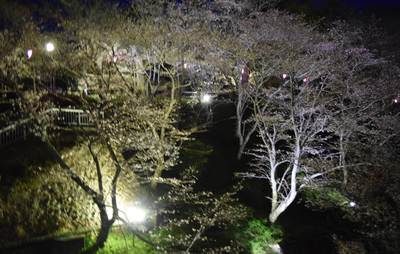 ライトアップが始まった桜淵公園の桜
