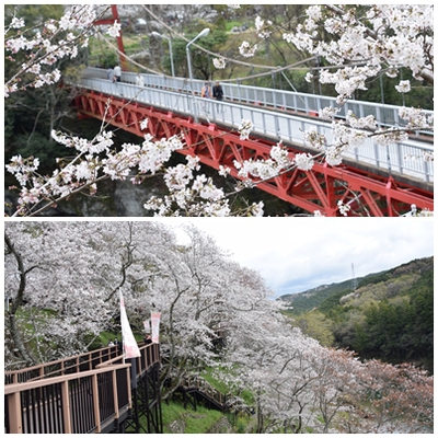 きょう４日の桜淵公園・・・ソメイヨシノ八分咲き