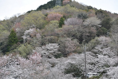 きょう４日の桜淵公園・・・ソメイヨシノ八分咲き