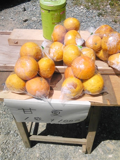 甘夏みかん