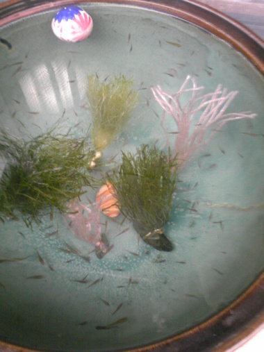 メダカの水草を作ってみた