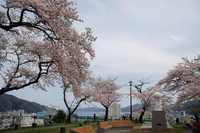 ５月２日釜石・薬師公園の桜