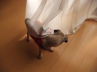 お客様