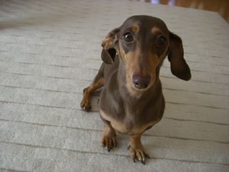 愛犬からのメッセージ