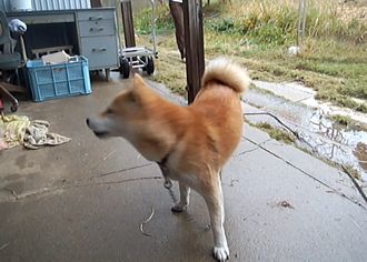 ペットの気持ち