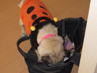 最近・・・