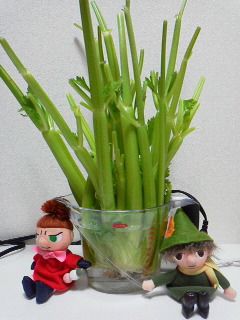 現状報告のお茶