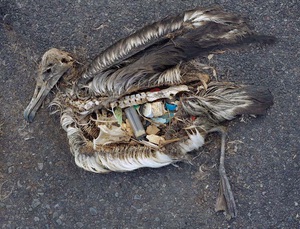海鳥 プラスチック 海鳥 プラスチック