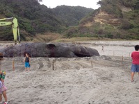 表浜のマッコウクジラ
