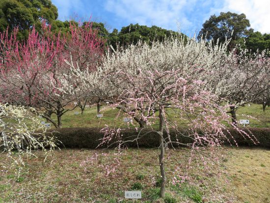 赤塚山公園では　梅も、河津桜も　満開