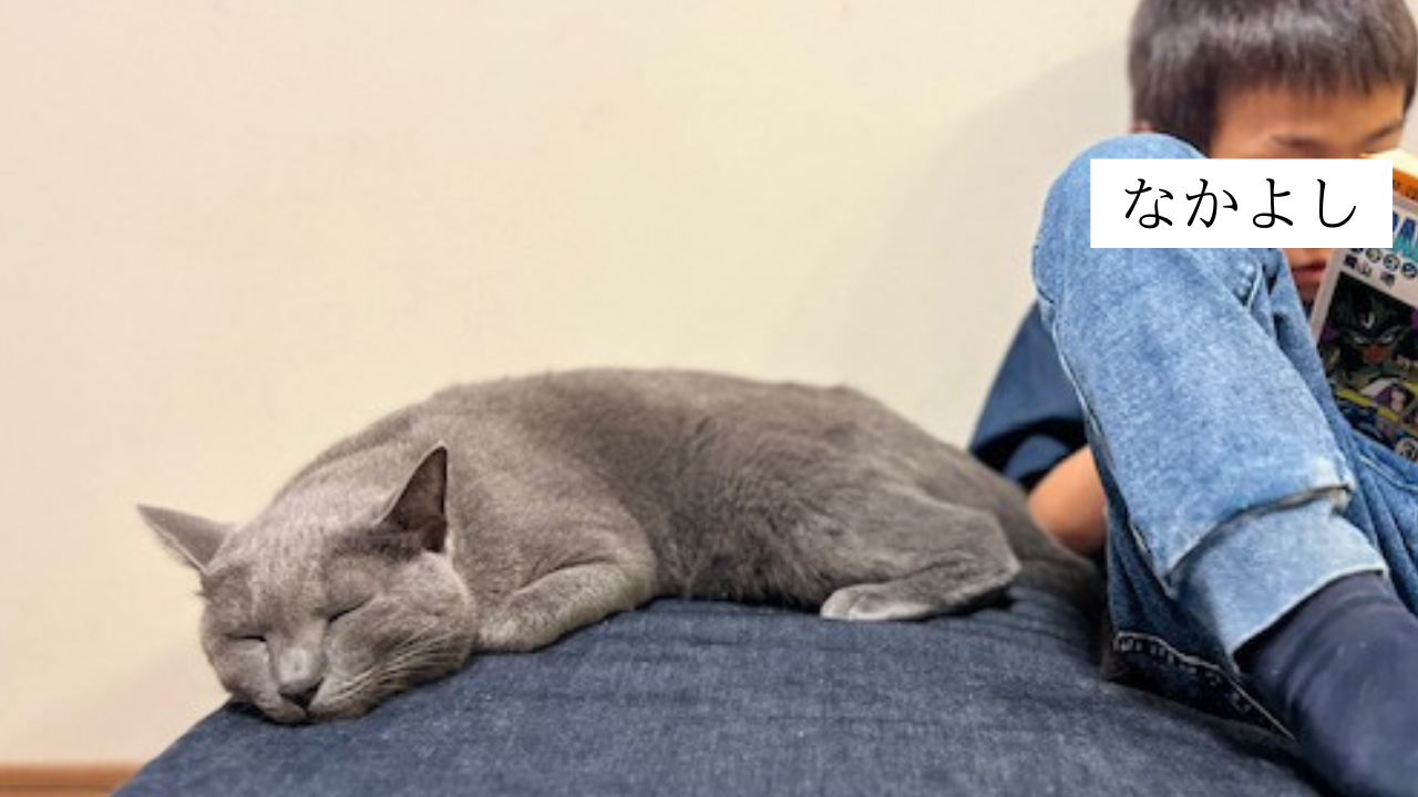 お猫さんと☆彡 お猫さんと☆彡