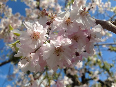 ☆町内会青年部のお花見☆ ☆町内会青年部のお花見☆