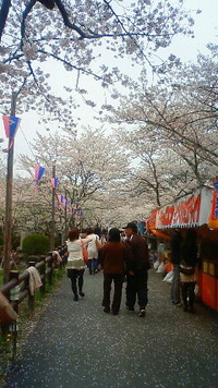 新城ツアー～桜がポンポンだよ～