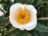 春椿　白玉　侘助