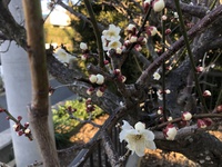 暖かくなりました。 2019/02/18 17:00:29