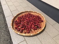 日光浴してます。梅ちゃん 2019/08/02 13:07:20