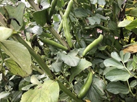 天を突く程元気に！そら豆くん。 2019/04/18 18:37:39