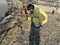 草取り