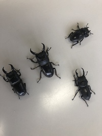 夏の虫が続々と ヒラタクワガタ 2019/06/24 18:02:30