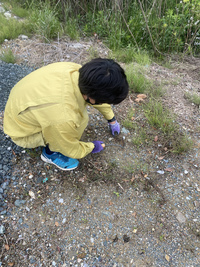 草取り