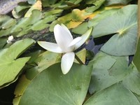 仕事の合間に ハスの花 2019/06/02 12:36:24
