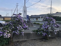 見頃です。ニオイバンマツリ 2019/05/17 23:25:09