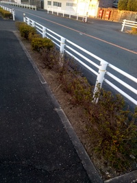 1月草取り 2023/01/27 13:22:50