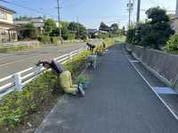 7月草取り 2023/07/12 06:50:47