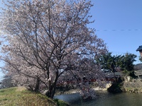 春ですね
