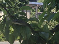 初夏の便り 梅の木に珍客現わる。綺麗なヘビ 2019/05/04 10:32:20