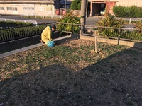 11月草取り 2022/11/12 16:26:48
