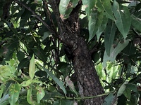 今年も来ました。夏の虫 カブト虫 2019/06/22 20:11:14