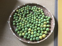 収穫しました。梅の実 2019/06/14 11:38:27