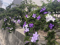 咲き始めました ニオイバンマツリ 2019/05/12 10:51:37