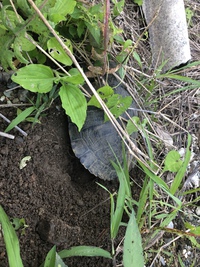 びっくり 亀産卵中 2019/07/13 02:54:12