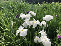 菖蒲を見に行きました 初立池 2019/05/26 13:02:37