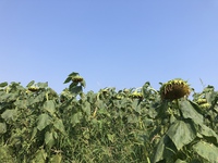 梅雨あけ ひまわりもグッタリ 2019/08/02 13:04:16