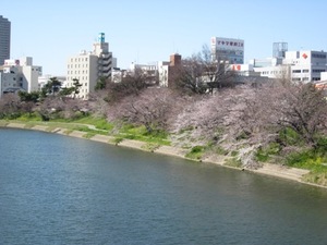 岡崎桜まつり、七分咲きです。