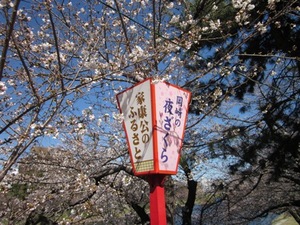 岡崎桜まつり、七分咲きです。